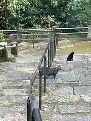 高城神社の動物