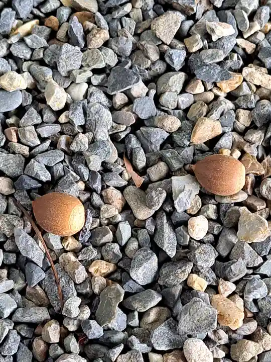 桑名宗社(春日神社)(三重県)