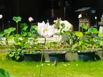 三室戸寺(京都府)