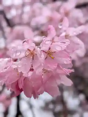 猿田彦神社(東京都)