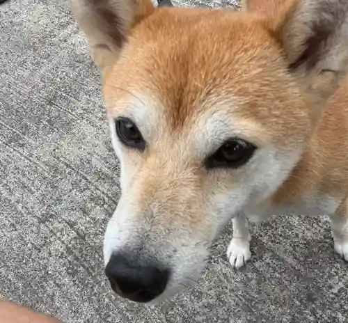 大鏑神社(福島県)