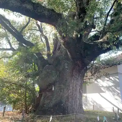 闘鶏神社(和歌山県)