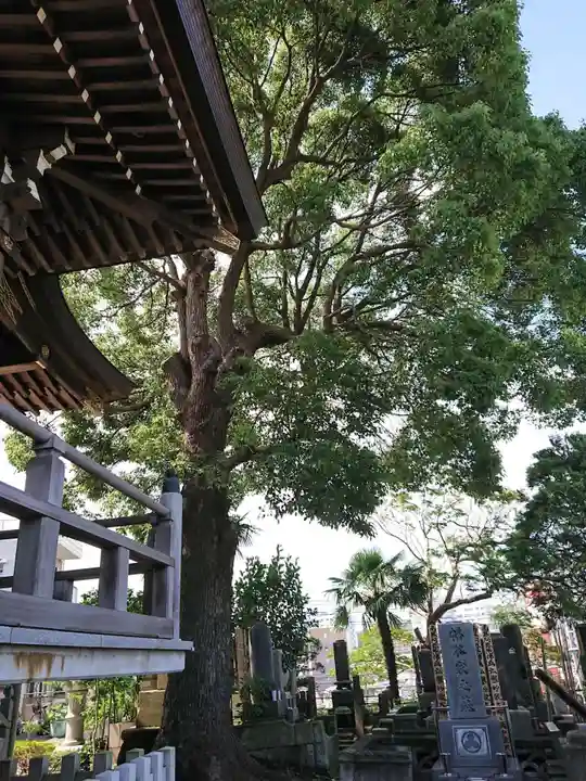 真源寺の本殿・本堂