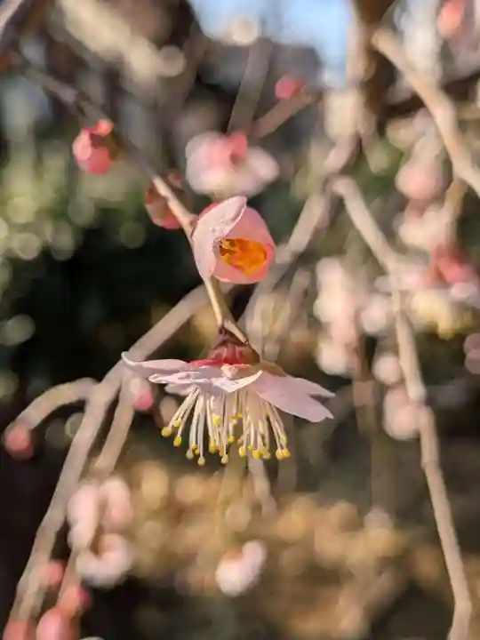 瑞円寺(東京都)
