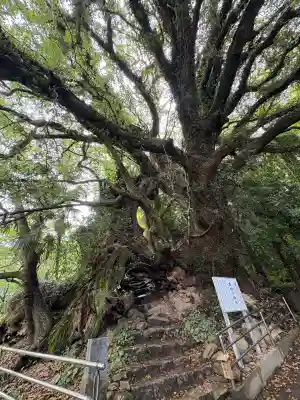 大山祇神社奥の院 生樹の御門の山門・神門