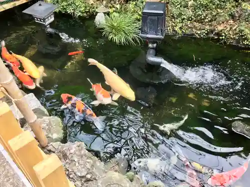 吉原弁財天本宮（吉原神社奥宮）の動物