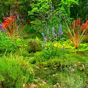 寿量山 速成寺の自然(2021年07月13日(火) 14時08分07秒投稿)