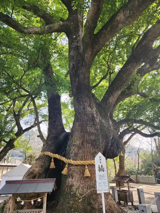 大麻比古神社の自然