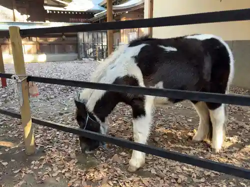 平塚八幡宮(神奈川県)