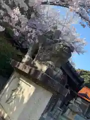 櫛代賀姫神社の狛犬