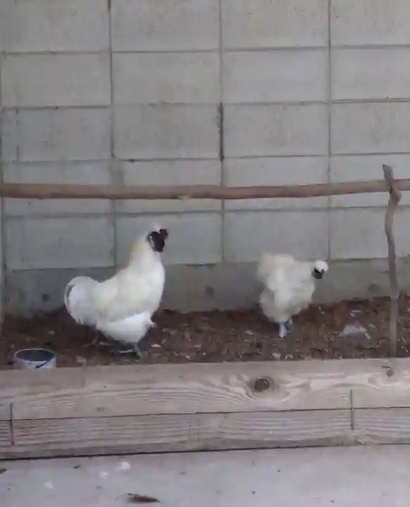 阿智神社の動物