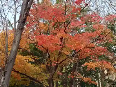 北海道神宮の自然