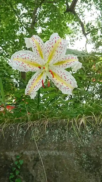 扇森稲荷神社の自然
