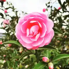 豊景神社の自然