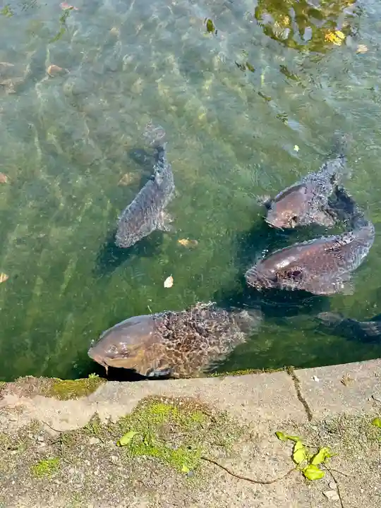 松尾大社(京都府)