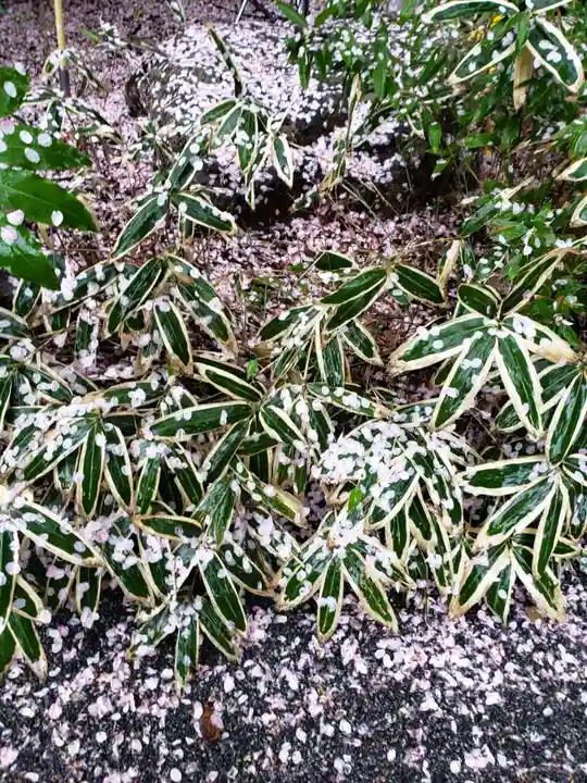阿佐ヶ谷神明宮(東京都)