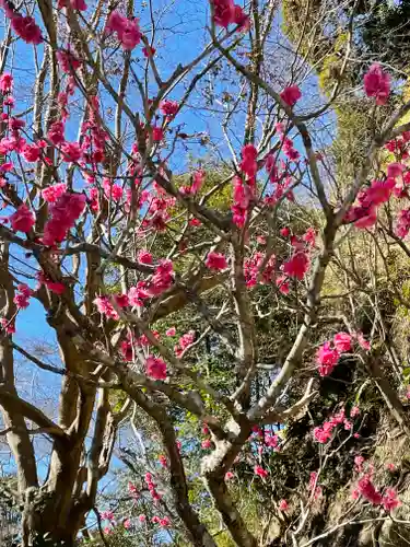 明月院の庭園