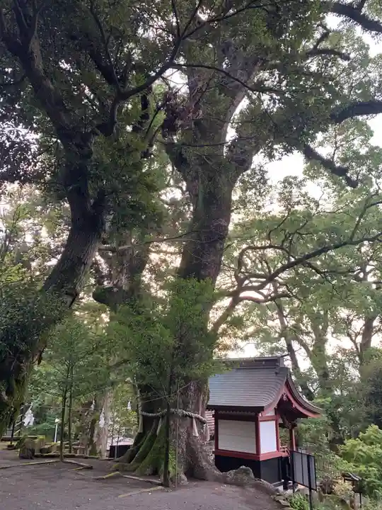 鹿児島神宮の自然