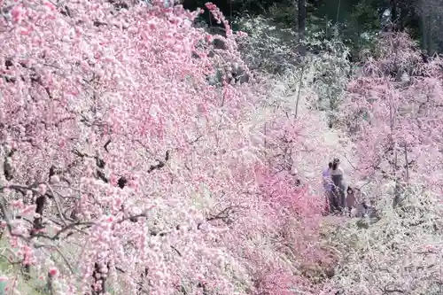 大縣神社の自然