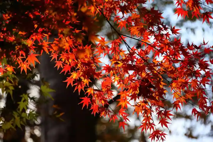 田村神社の自然