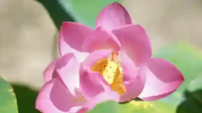 法音院(京都府)