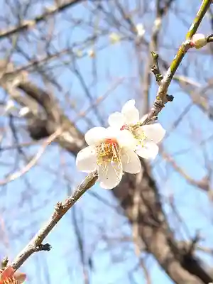 朝倉神社の周辺