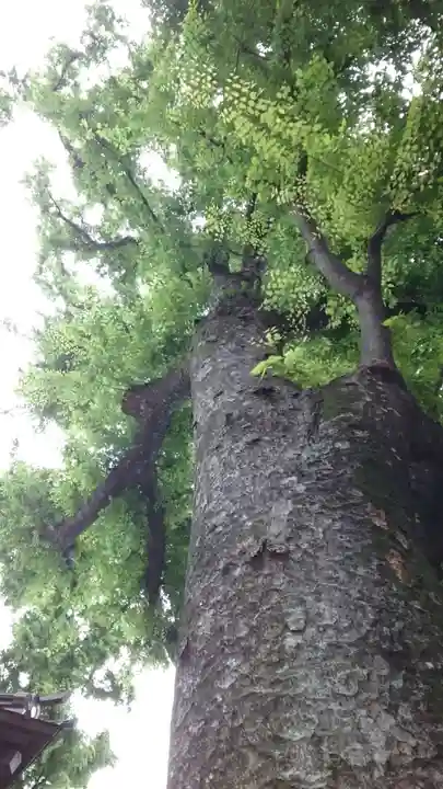 戸越八幡神社(東京都)