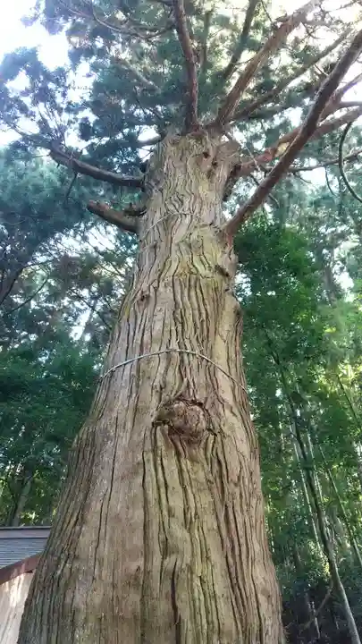 二柱神社の自然