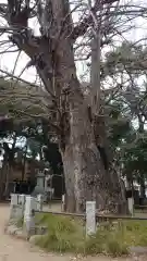 赤坂氷川神社の自然