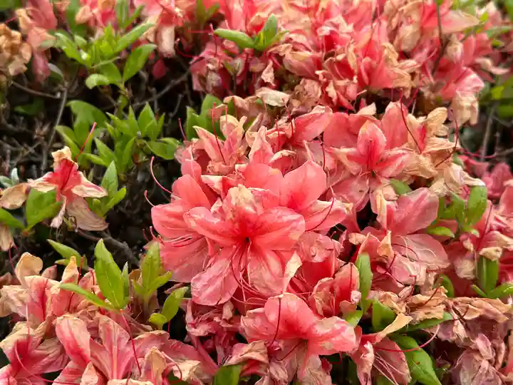 長泉院(埼玉県)