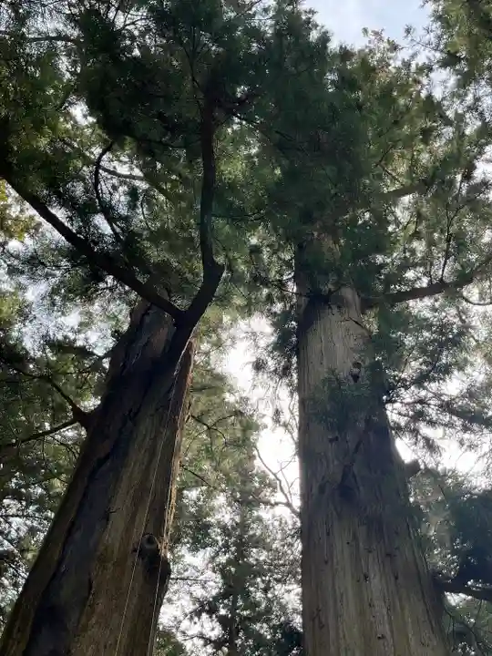 河口浅間神社の自然
