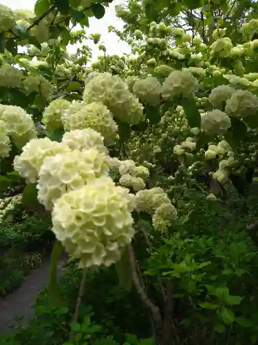 明月院の庭園