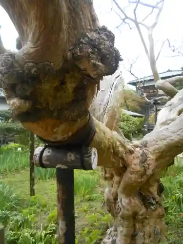 極楽寺（霊鷲山感應院極楽律寺）の庭園