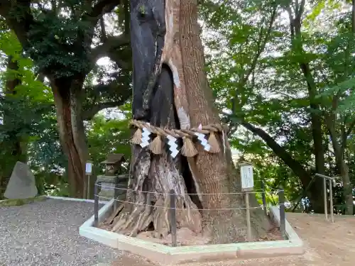 常陸國總社宮の自然