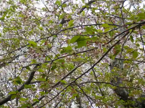 極楽寺（霊鷲山感應院極楽律寺）の自然