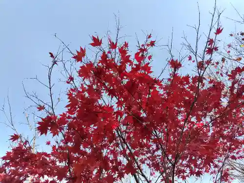 美瑛神社の自然