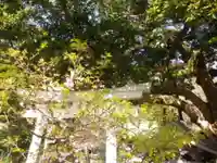 御霊神社の鳥居