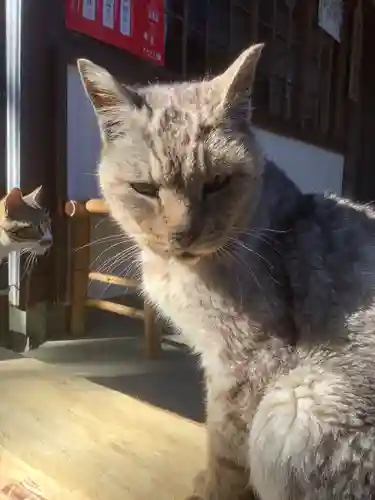 玉野御嶽神社の動物