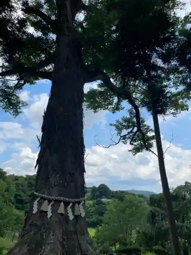 阿久津「田村神社」（郡山市阿久津町）旧社名：伊豆箱根三嶋三社(福島県)