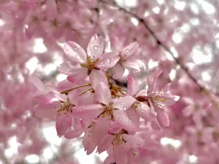 蚊里田八幡宮の{uncategorized: "未分類", other: "その他", undefined: "問題あり", building: "その他建物", grave: "お墓", sacred_gate: "鳥居", guardian: "狛犬", statue: "像", buddha: "仏像", history: "歴史", nature: "自然", garden: "庭園", animal: "動物", pagoda: "塔", temizu: "手水舎", mountain_gate: "山門・神門", sanctuary: "本殿・本堂", subordinate: "末社・摂社", art: "芸術", scenery: "景色", jizo: "地蔵", ema: "絵馬", goshuin: "御朱印", omikuji: "おみくじ", items: "授与品その他", amulet: "お守り", goshuincho: "御朱印帳", eats: "食事", festival: "お祭り", votive_dance: "神楽", shichigosan: "七五三参", wedding: "結婚式", experience: "体験その他", initially: "初詣", around: "周辺", anti_infection: "感染症対策"}