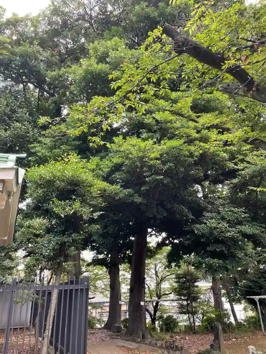 駒込富士神社の自然