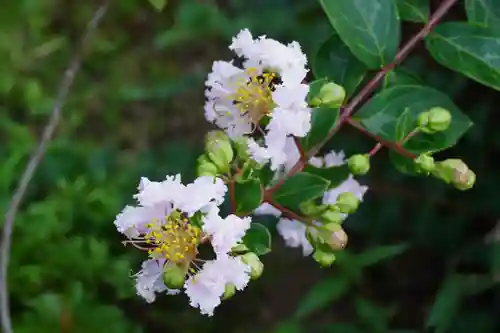 大松禅寺(京都府)
