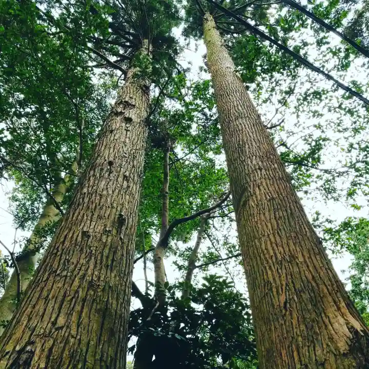 戸隠神社の自然
