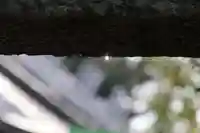 日枝神社の自然