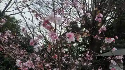 平野神社(京都府)