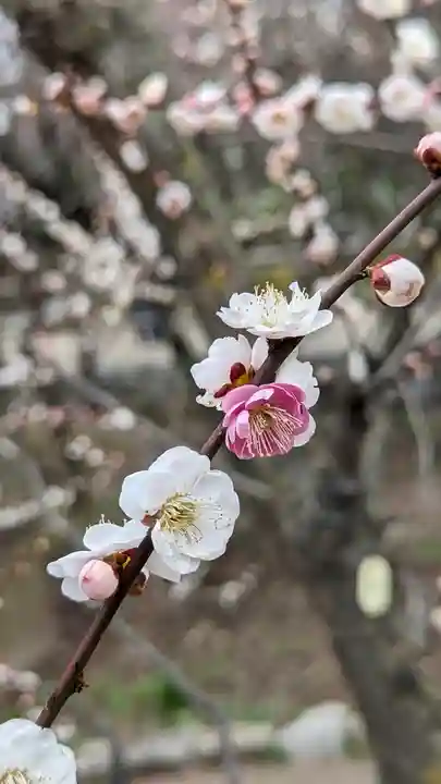 北野天満宮(京都府)