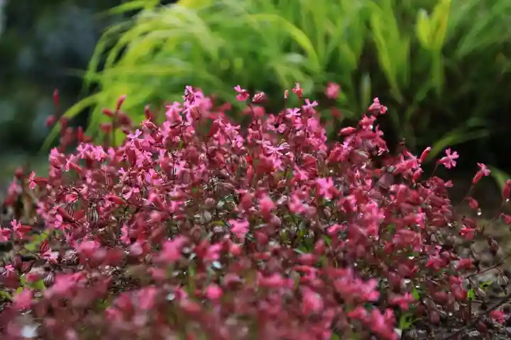 阿久津「田村神社」(郡山市阿久津町)旧社名:伊豆箱根三嶋三社の庭園