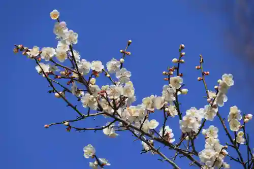 阿久津「田村神社」（郡山市阿久津町）旧社名：伊豆箱根三嶋三社の庭園