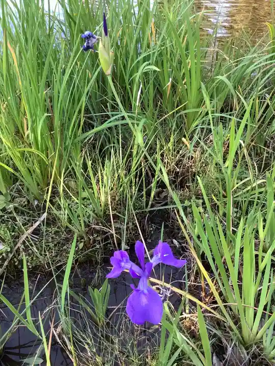 大悲閣 町屋観音堂の自然
