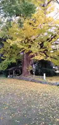 國分寺（国分寺）のその他建物